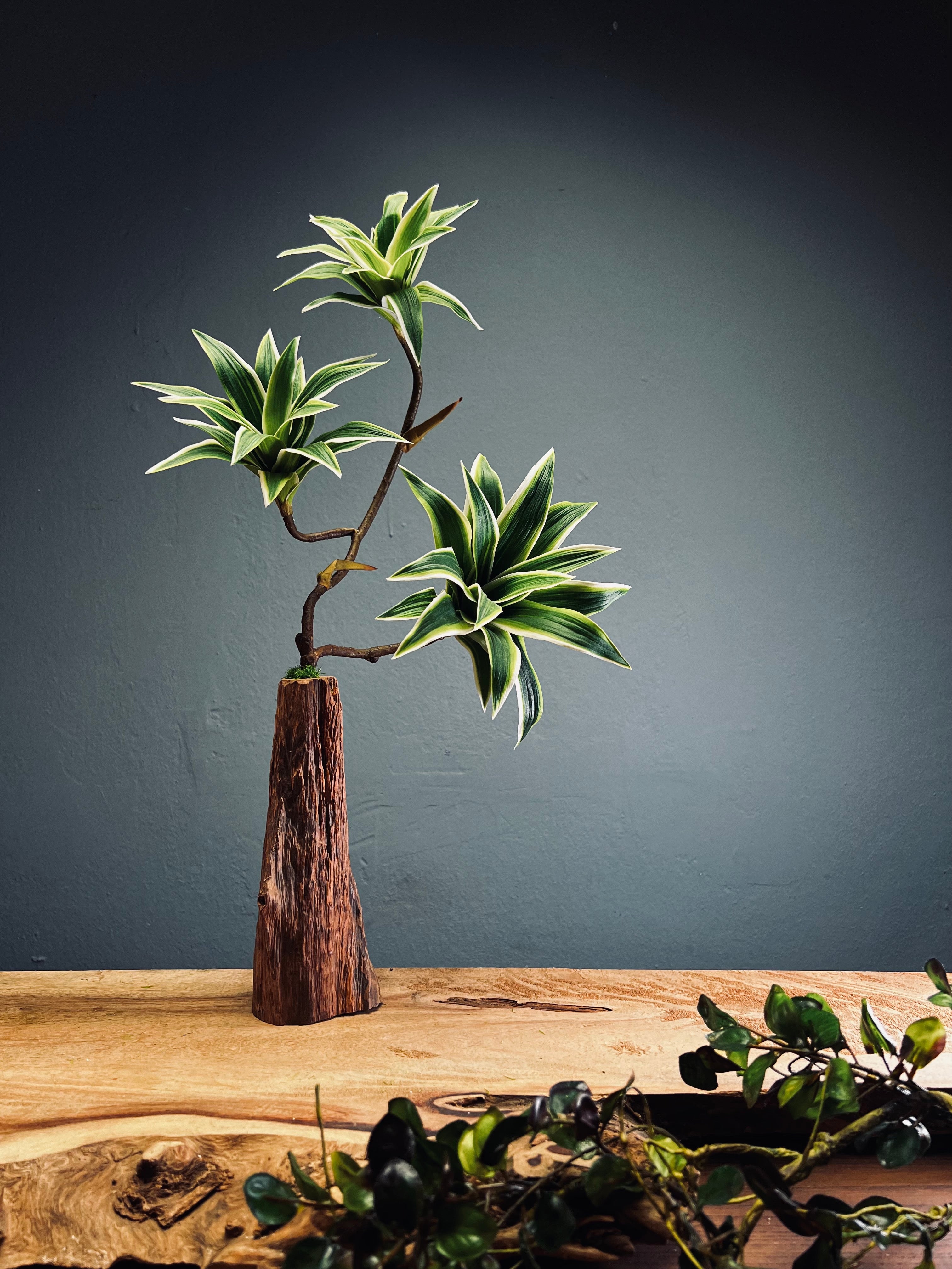 Bear Wood - Oasis (Faux Plants)