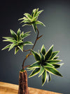 Bear Wood - Oasis (Faux Plants)