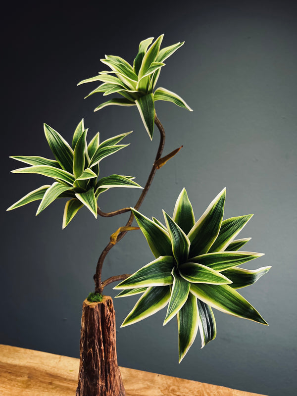 Bear Wood - Oasis (Faux Plants)