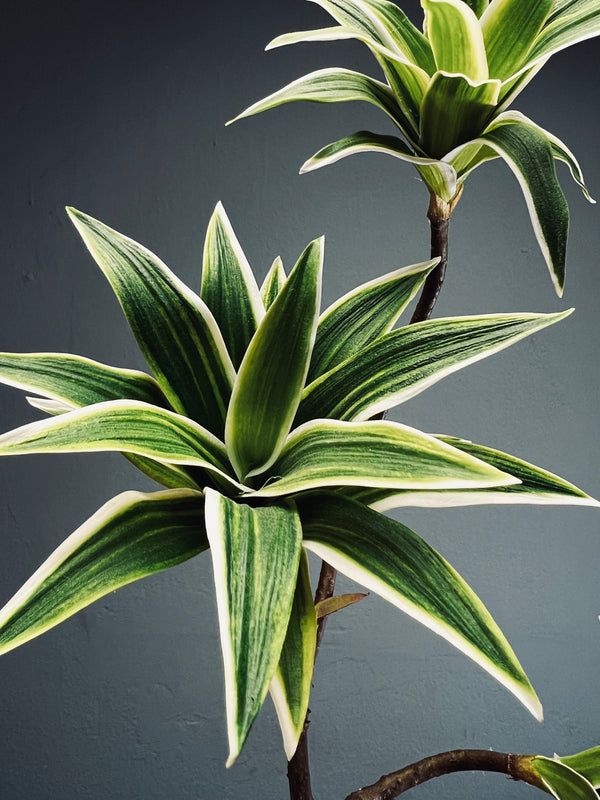 Bear Wood - Oasis (Faux Plants)