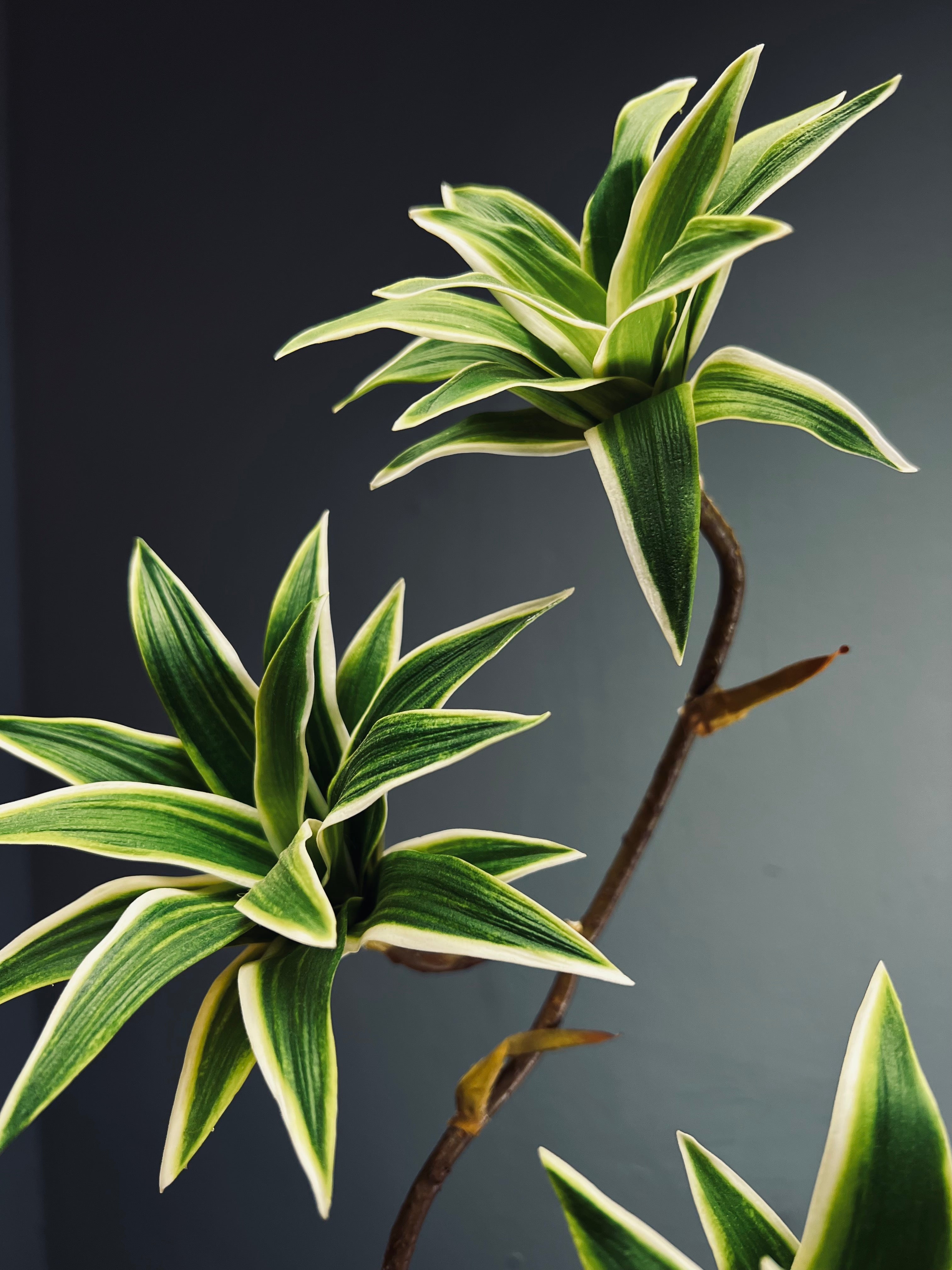 Bear Wood - Oasis (Faux Plants)