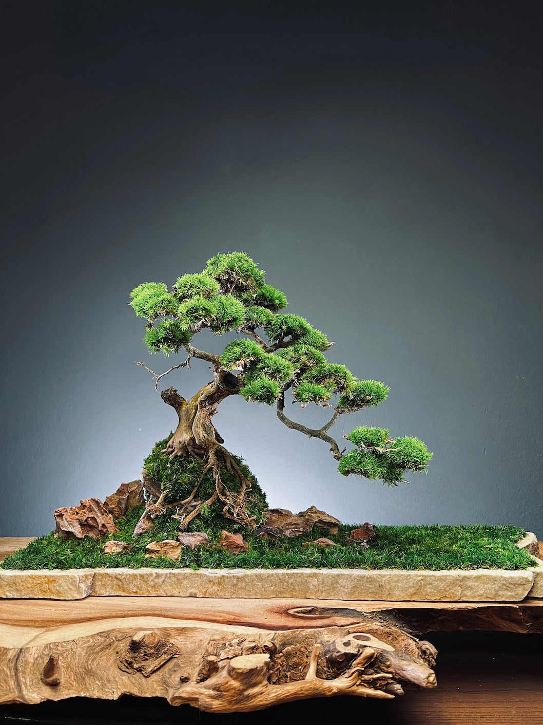 Lone Pine by the Windcut Rocks (Preserved Plants)