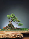 Lone Pine by the Windcut Rocks (Preserved Plants)
