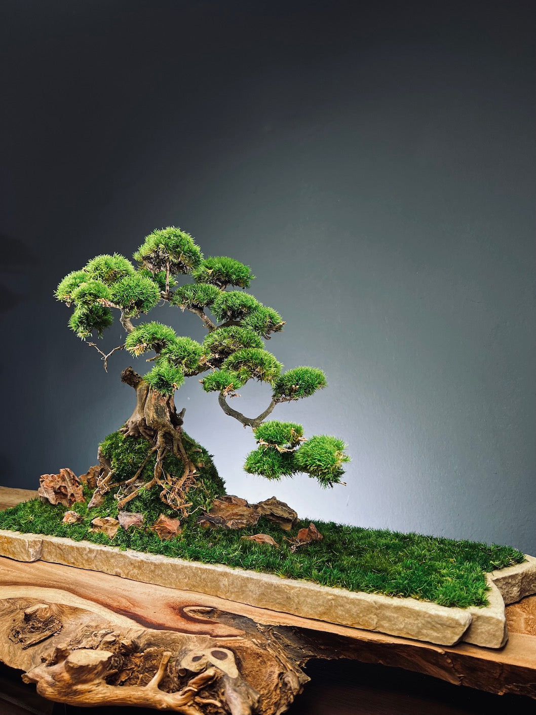 Lone Pine by the Windcut Rocks (Preserved Plants)
