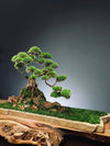 Lone Pine by the Windcut Rocks (Preserved Plants)
