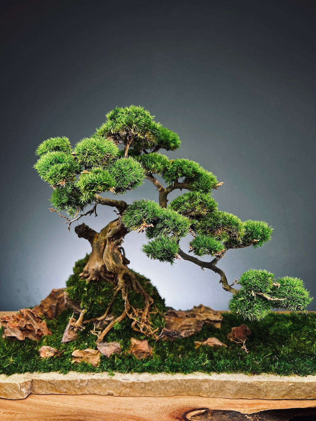 Lone Pine by the Windcut Rocks (Preserved Plants)