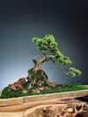 Lone Pine by the Windcut Rocks (Preserved Plants)