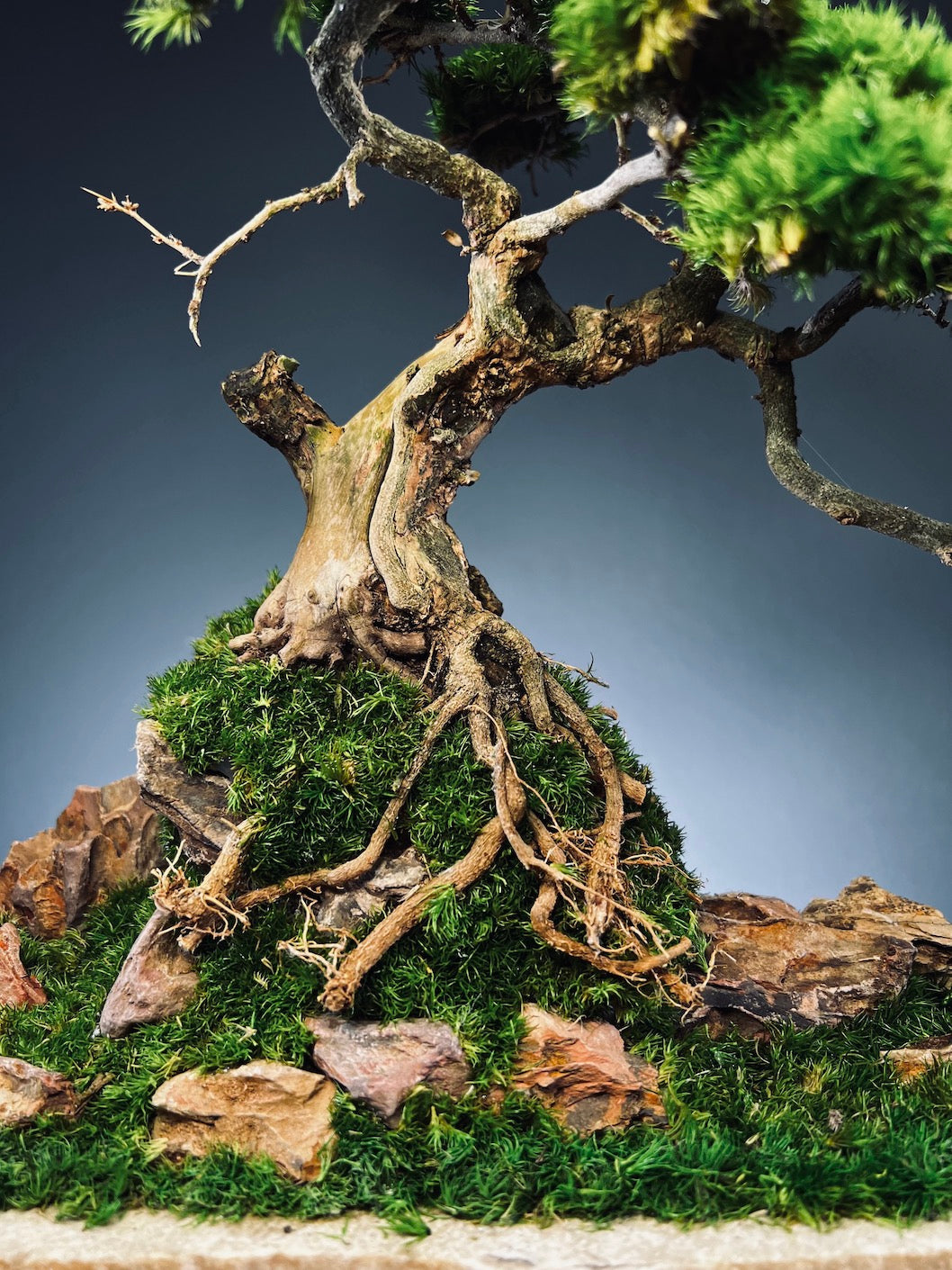 Lone Pine by the Windcut Rocks (Preserved Plants)
