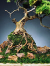 Lone Pine by the Windcut Rocks (Preserved Plants)