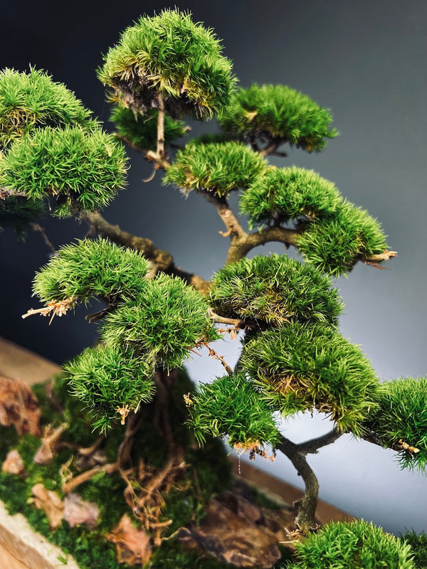 Lone Pine by the Windcut Rocks (Preserved Plants)