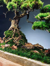 Lone Pine by the Windcut Rocks (Preserved Plants)