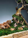 Lone Pine by the Windcut Rocks (Preserved Plants)
