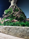 Lone Pine by the Windcut Rocks (Preserved Plants)