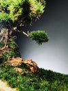Lone Pine by the Windcut Rocks (Preserved Plants)
