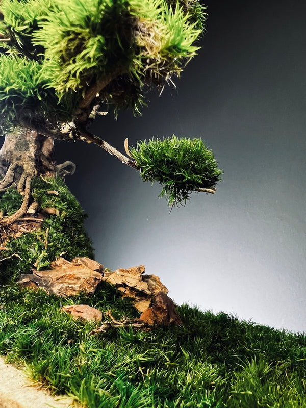 Lone Pine by the Windcut Rocks (Preserved Plants)