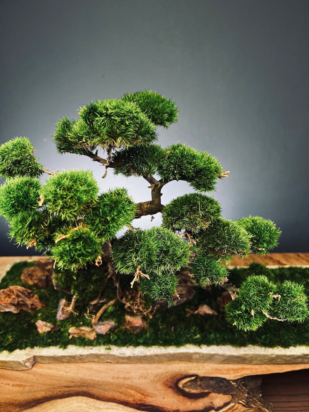 Lone Pine by the Windcut Rocks (Preserved Plants)