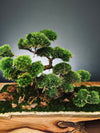 Lone Pine by the Windcut Rocks (Preserved Plants)