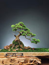 Lone Pine by the Windcut Rocks (Preserved Plants)