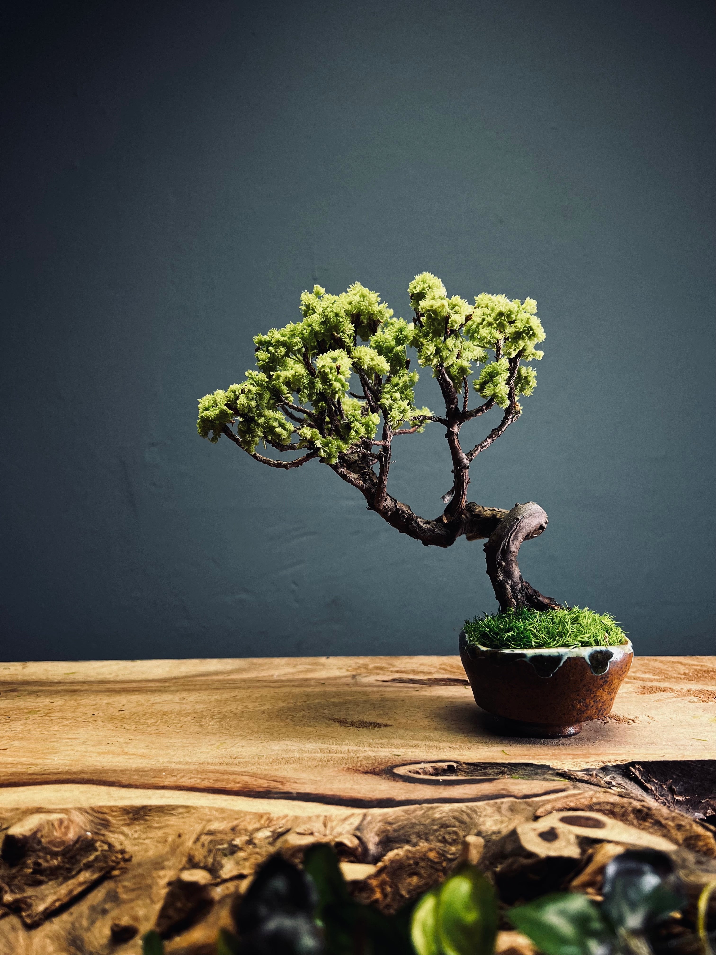 Juniper by the Winding Path (Preserved Plants)