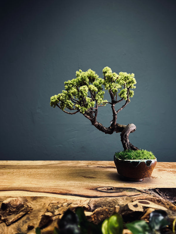 Juniper by the Winding Path (Preserved Plants)