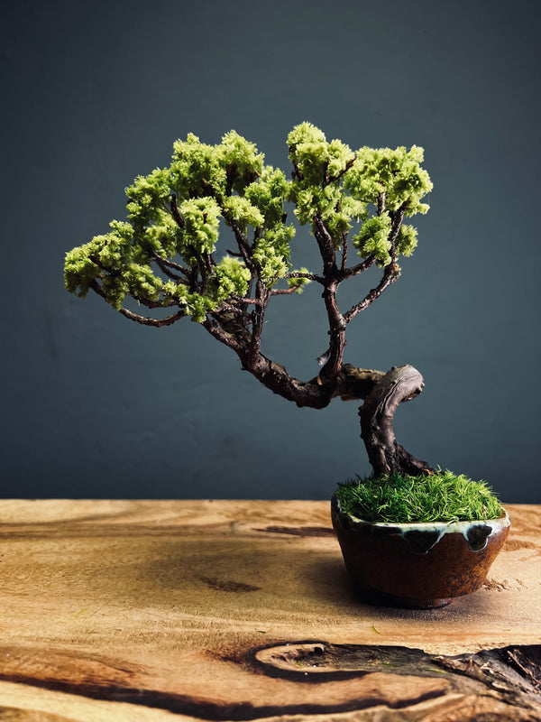 Juniper by the Winding Path (Preserved Plants)