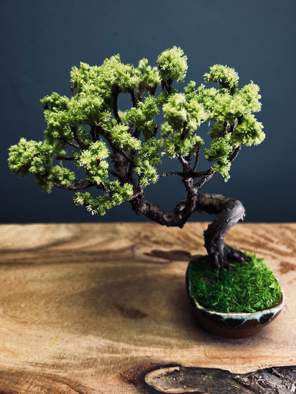 Juniper by the Winding Path (Preserved Plants)
