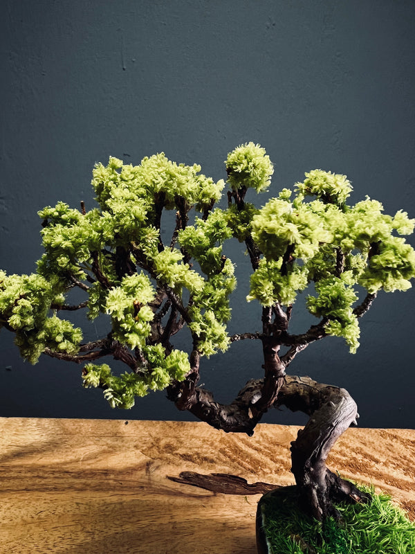 Juniper by the Winding Path (Preserved Plants)