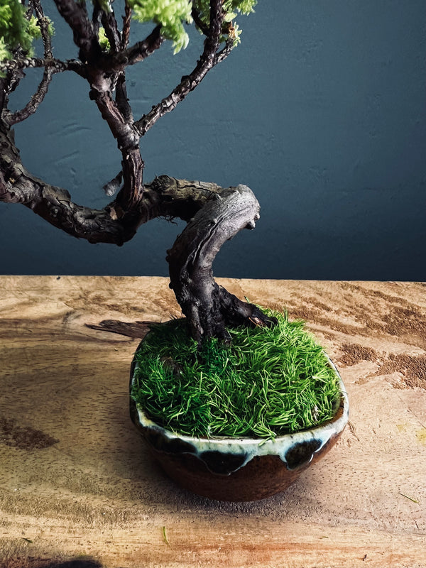 Juniper by the Winding Path (Preserved Plants)
