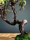 Juniper by the Winding Path (Preserved Plants)