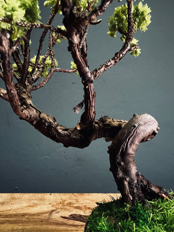 Juniper by the Winding Path (Preserved Plants)