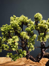 Juniper by the Winding Path (Preserved Plants)