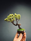 Juniper by the Winding Path (Preserved Plants)