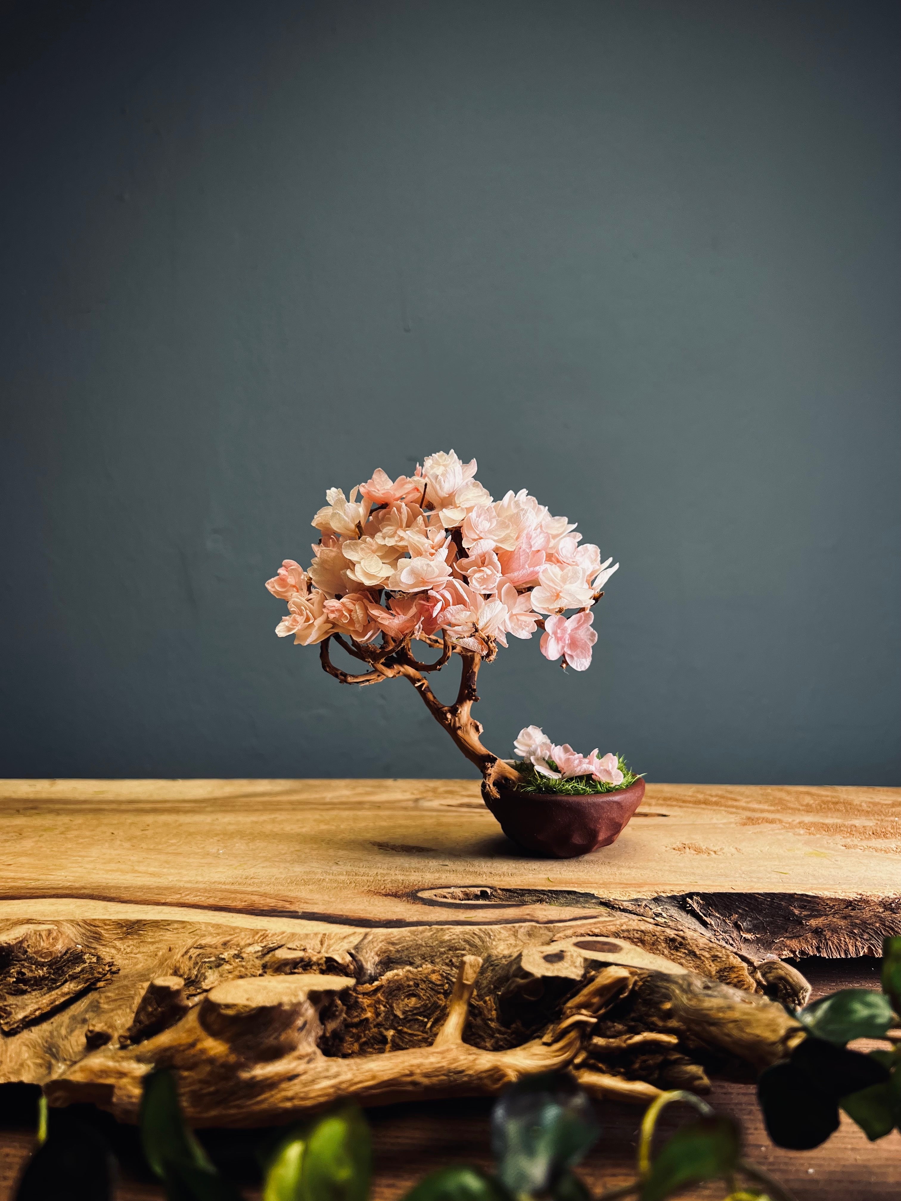 A Small Tree in the East - Sakura - Vermilion Clay edition (Preserved Plants)