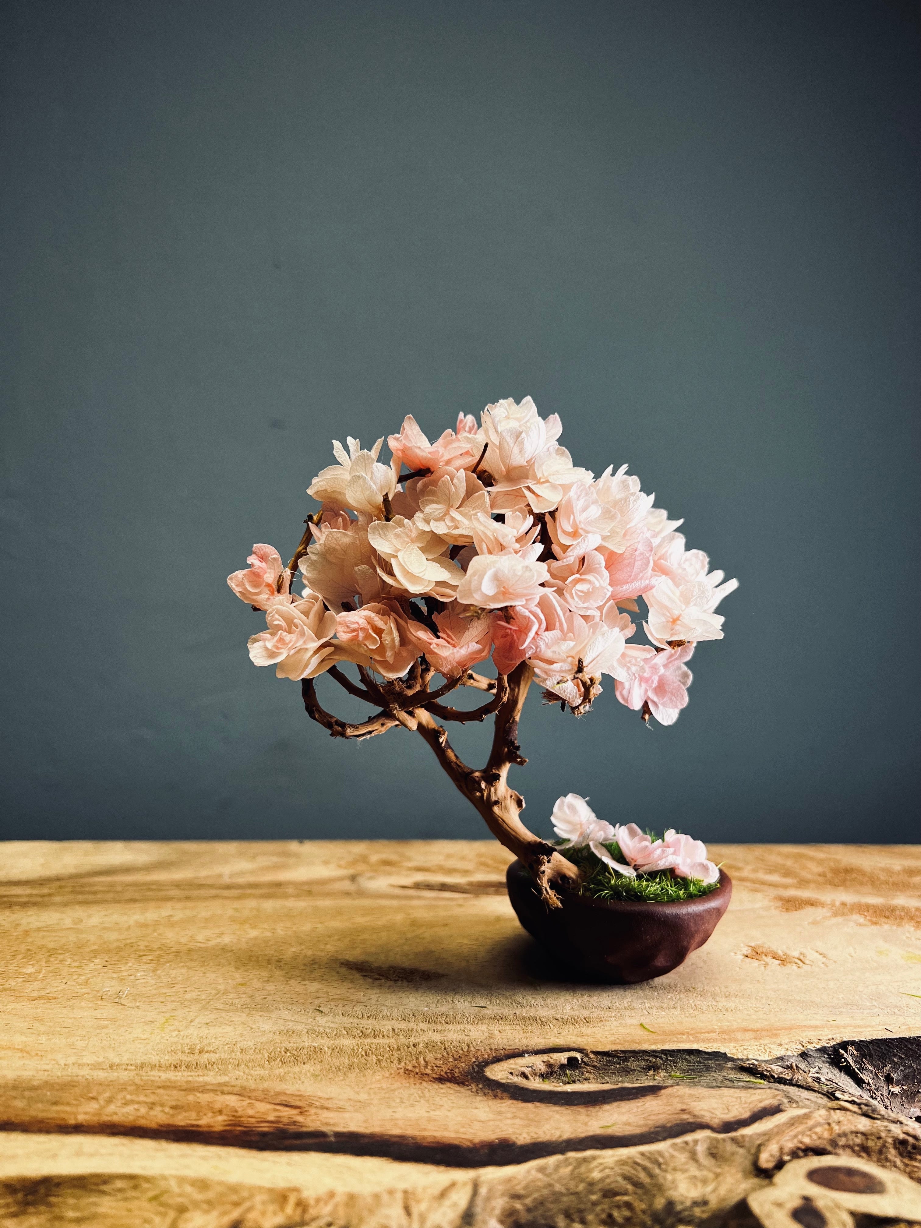 A Small Tree in the East - Sakura - Vermilion Clay edition (Preserved Plants)