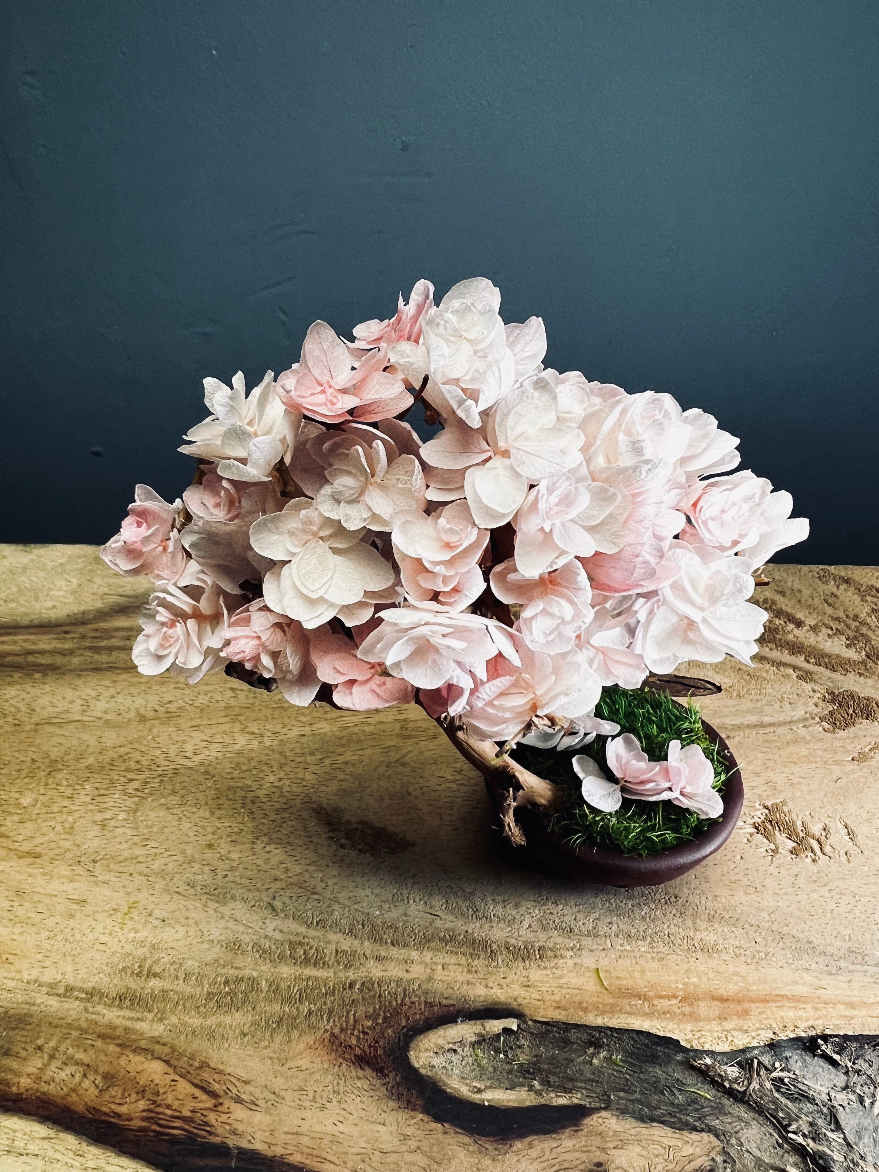 A Small Tree in the East - Sakura - Vermilion Clay edition (Preserved Plants)