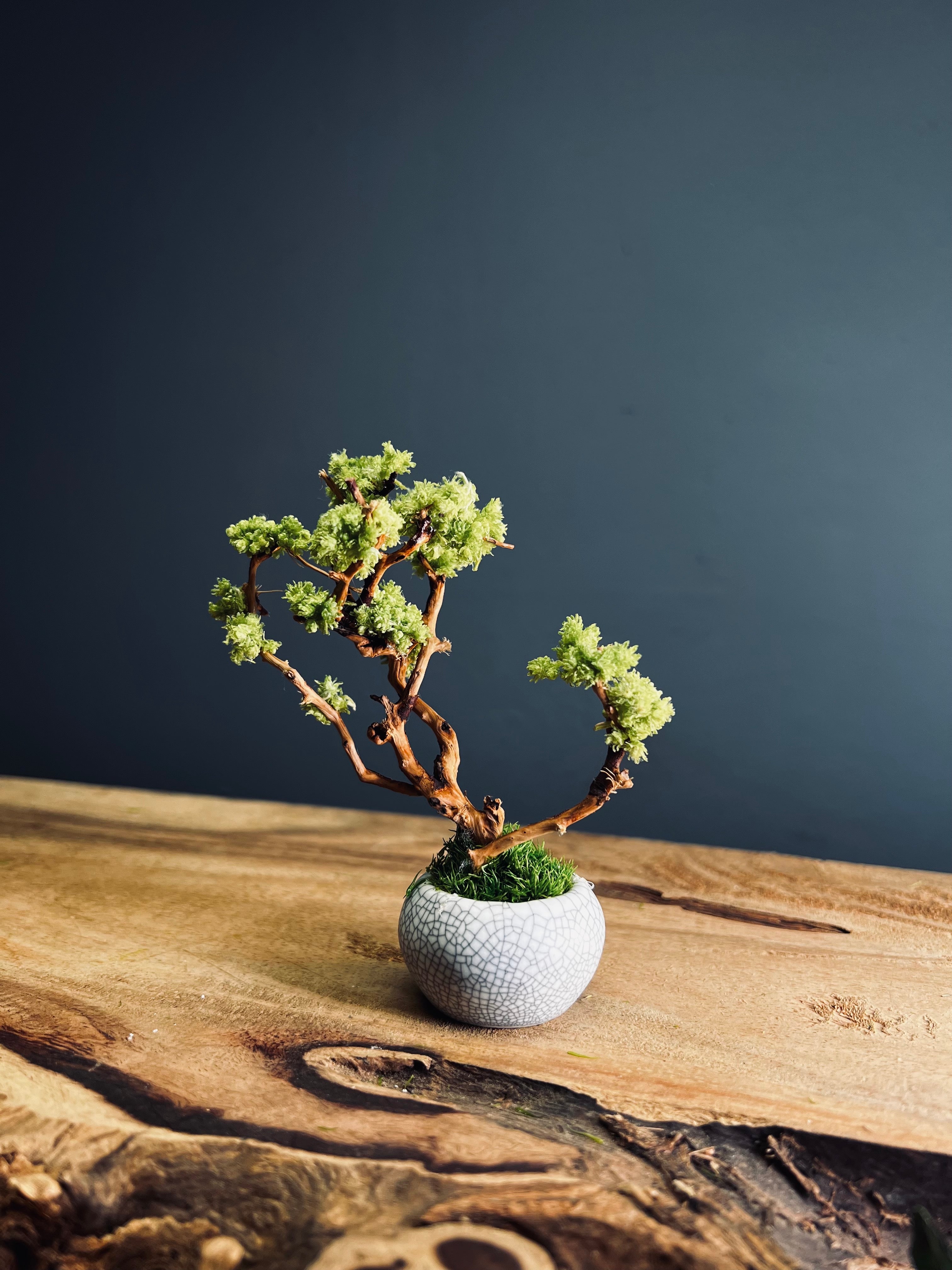 A Small Tree in the East - Teen (Preserved Plants)