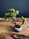 A Small Tree in the East - Teen (Preserved Plants)
