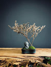 Kindling - Statice- Journeyman edition (Preserved Plants)