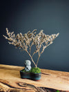 Kindling - Statice- Journeyman edition (Preserved Plants)