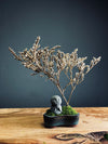 Kindling - Statice- Journeyman edition (Preserved Plants)