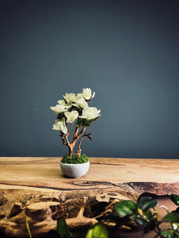 A Small Tree in the East - Early Spring (Preserved Plants)