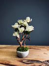 A Small Tree in the East - Early Spring (Preserved Plants)