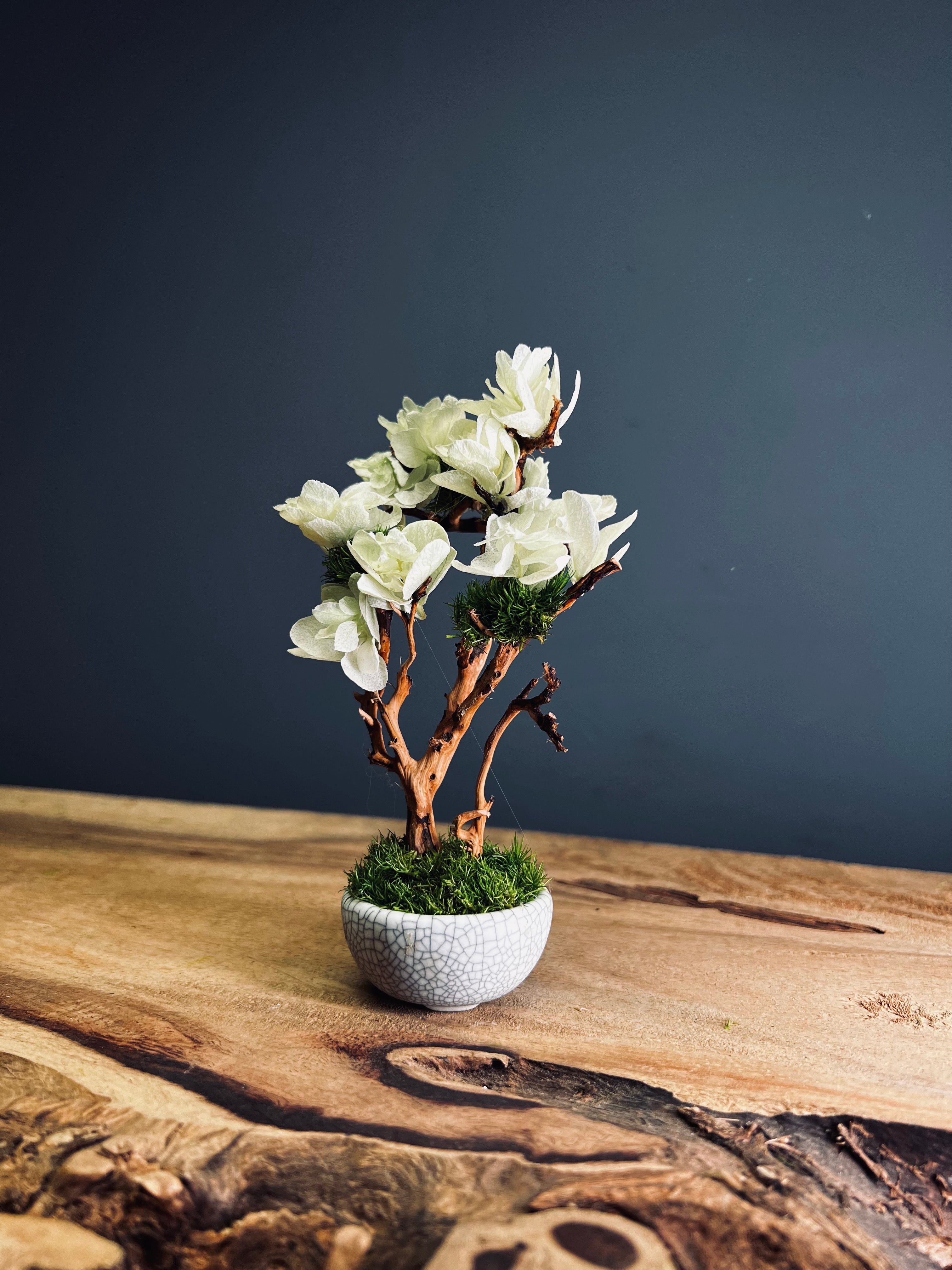 A Small Tree in the East - Early Spring (Preserved Plants)