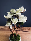 A Small Tree in the East - Early Spring (Preserved Plants)