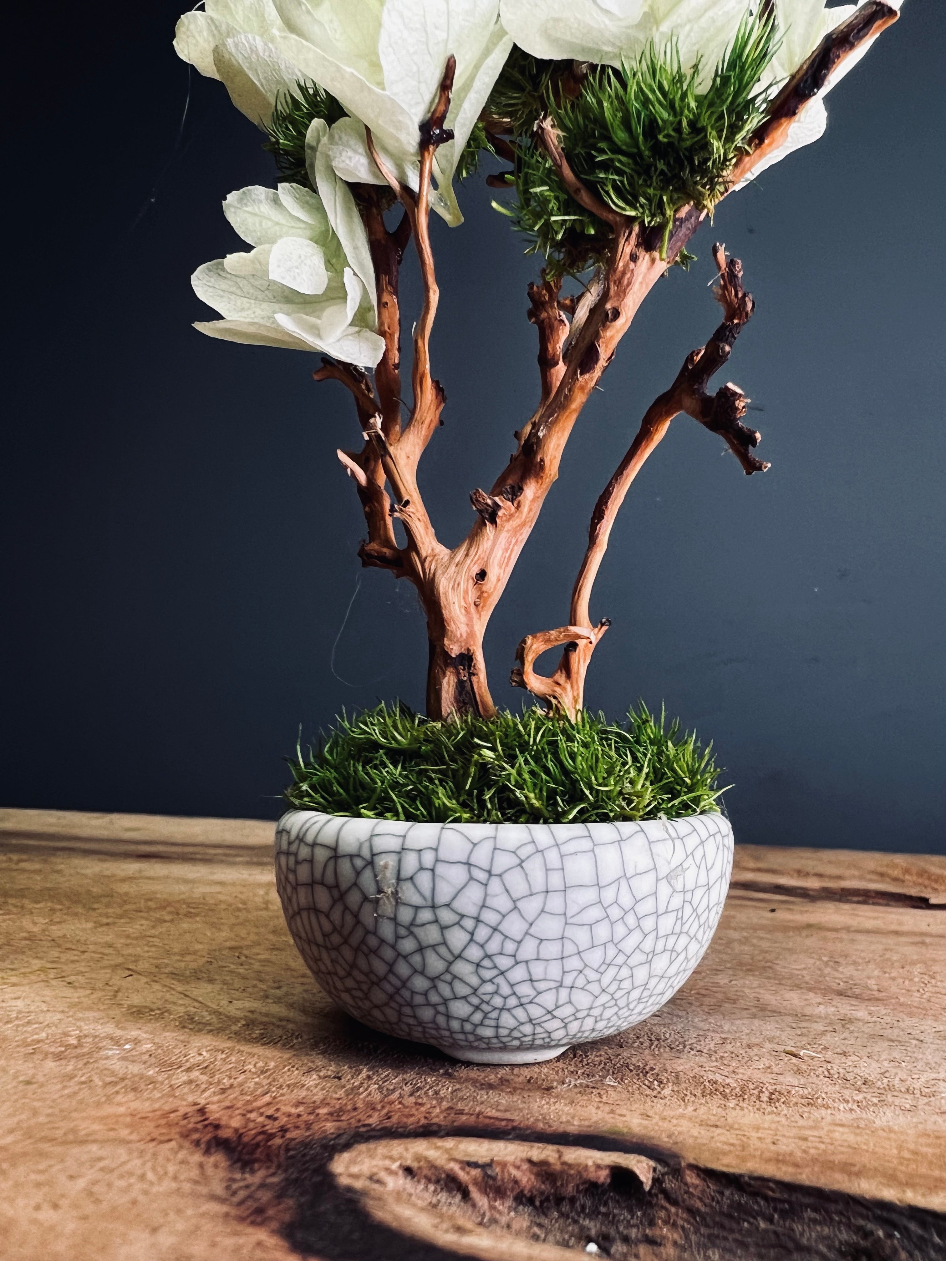 A Small Tree in the East - Early Spring (Preserved Plants)