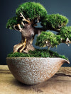 Slow Wood - Young - Garden edition (Preserved Plants)