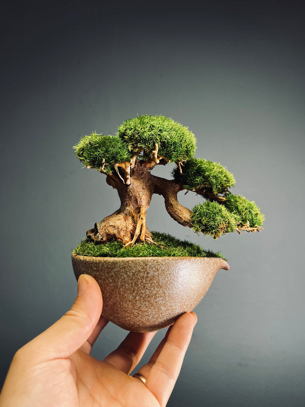 Slow Wood - Young - Garden edition (Preserved Plants)
