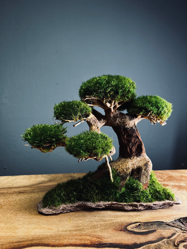 Slow Wood - Young - Bigger version (Preserved Plants)