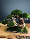 Slow Wood - Young - Bigger version (Preserved Plants)