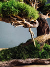 Slow Wood - Young - Bigger version (Preserved Plants)